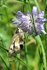 Schachbrett (Melanargia galathea)