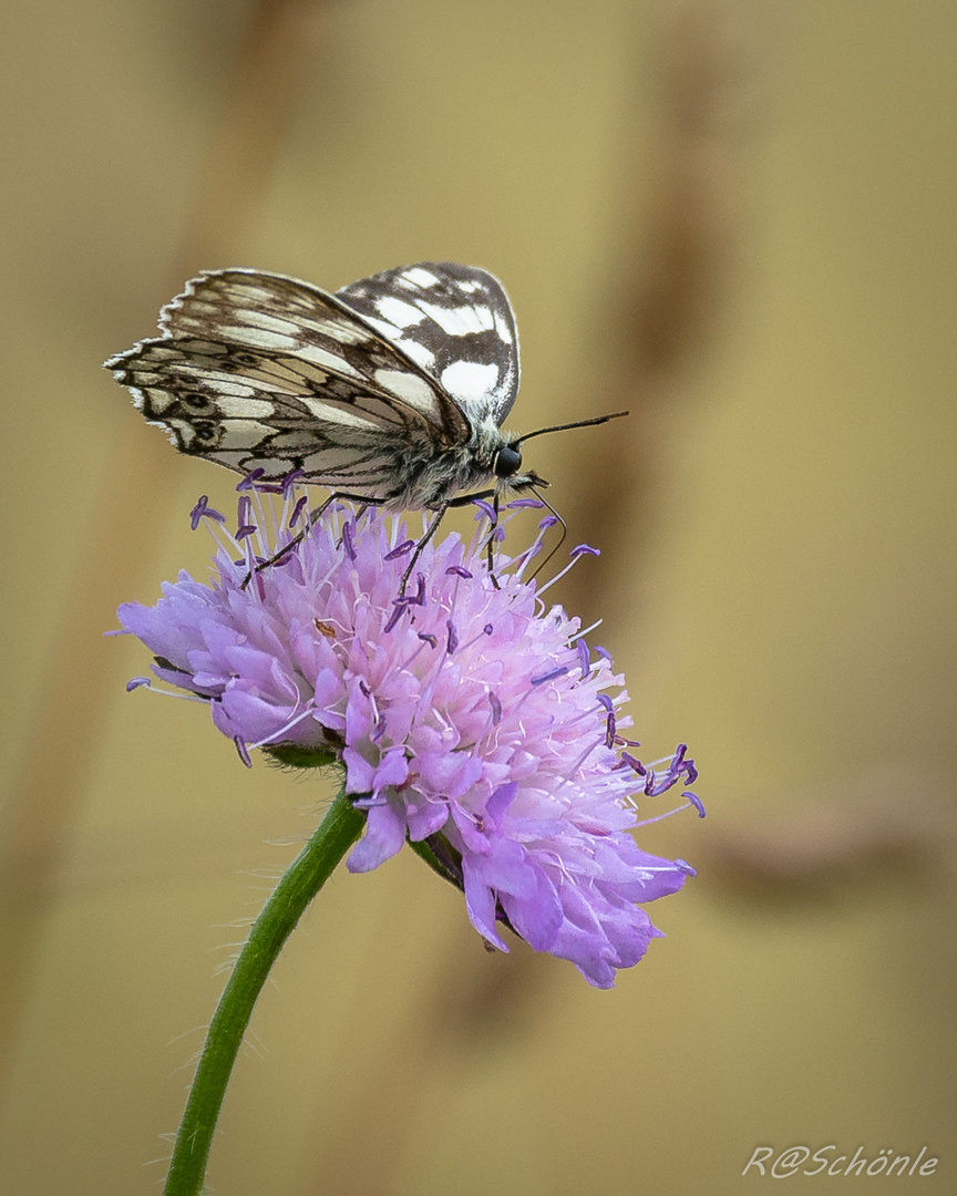 Schachbrett (Melanargia galathea)