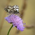 Schachbrett (Melanargia galathea)