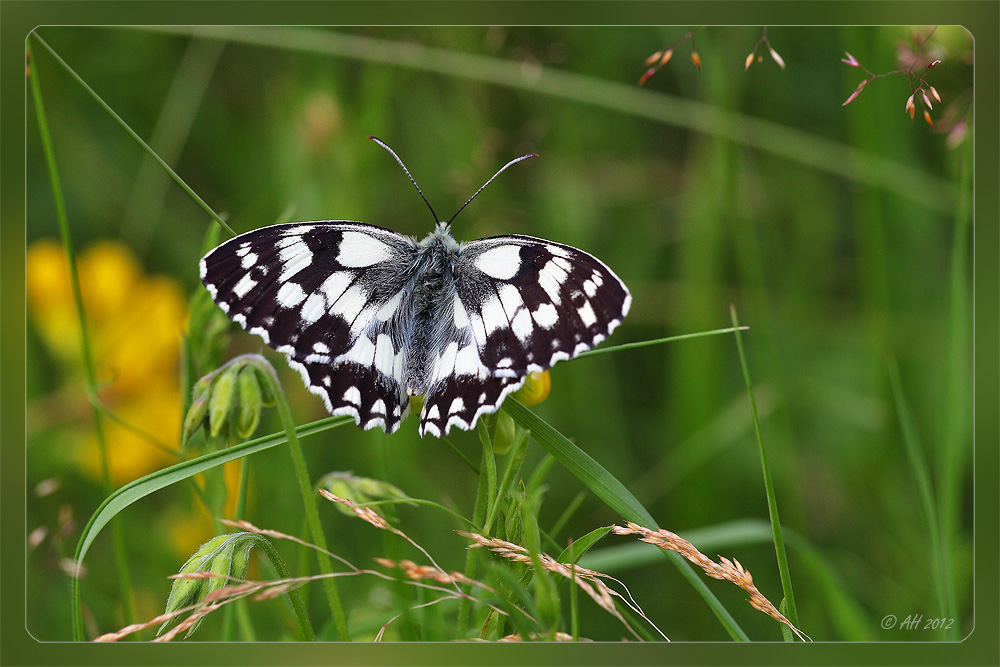 Schachbrett (Melanargia galathea)