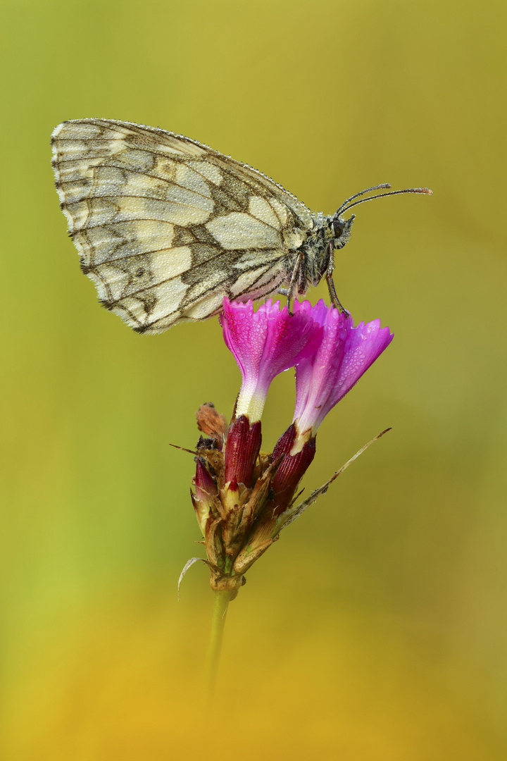 Schachbrett - Melanargia galathea #10