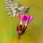 Schachbrett - Melanargia galathea #10