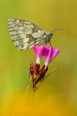 Schachbrett - Melanargia galathea #10