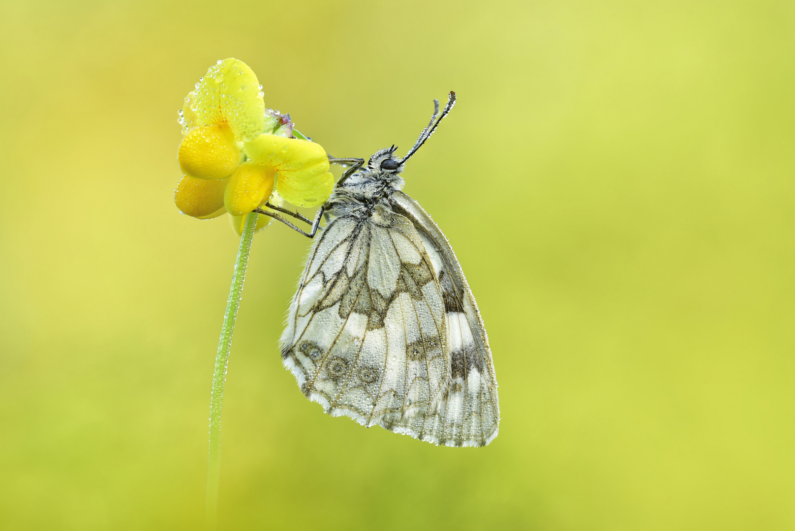 Schachbrett - Melanargia galathea #11