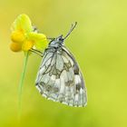 Schachbrett - Melanargia galathea #11