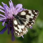 Schachbrett (Melanargia galathea)