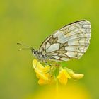 Schachbrett - Melanargia galathea #12