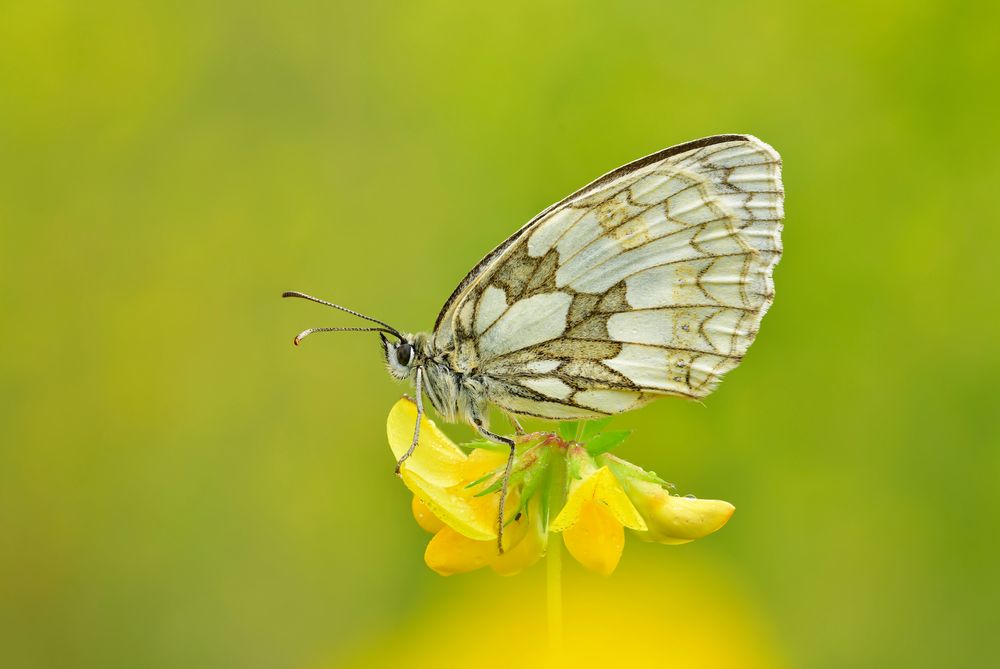 Schachbrett - Melanargia galathea #12