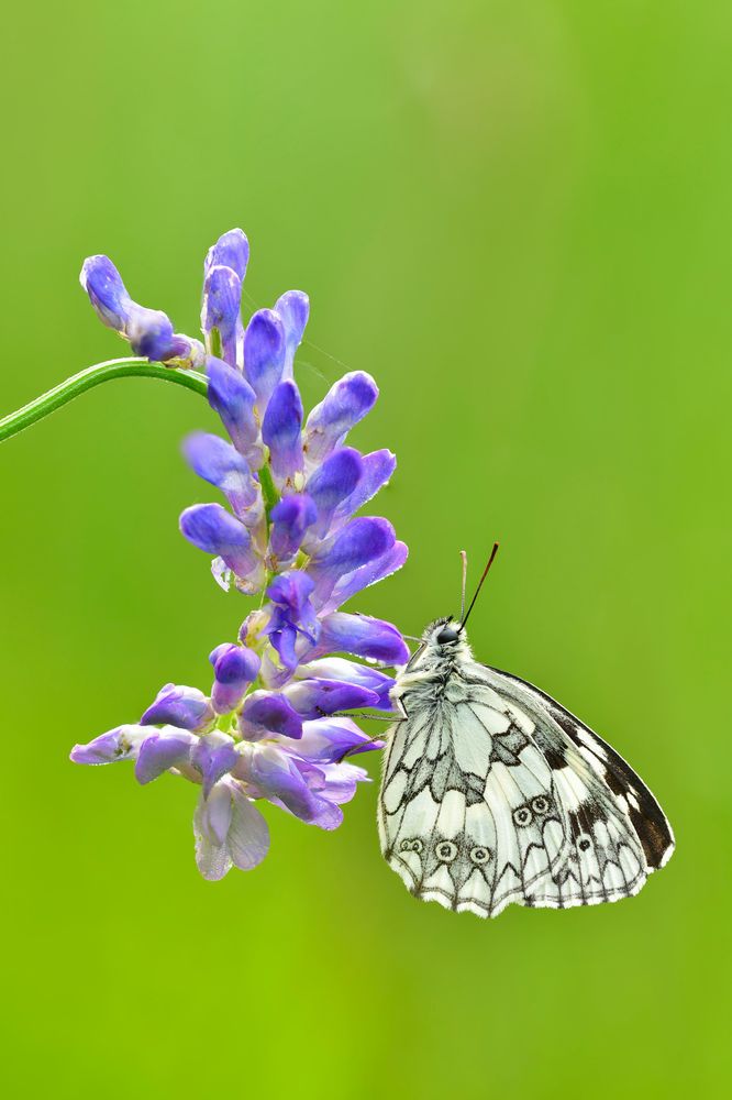 Schachbrett - Melanargia galathea #13