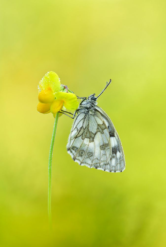 Schachbrett - Melanargia galathea #14