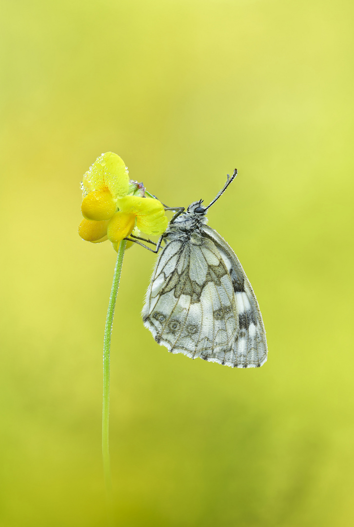 Schachbrett - Melanargia galathea #14