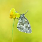 Schachbrett - Melanargia galathea #14