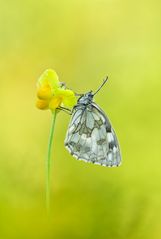 Schachbrett - Melanargia galathea #14