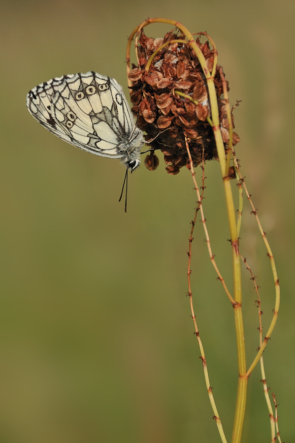 Schachbrett (Melanargia galathea)