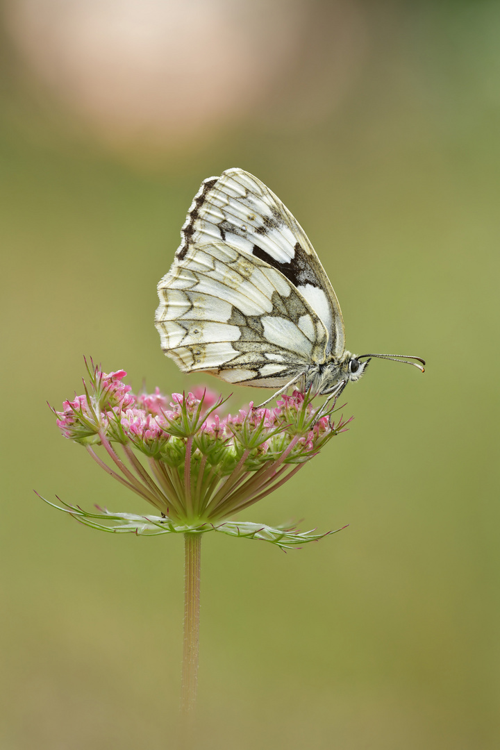 Schachbrett - Melanargia galathea #15