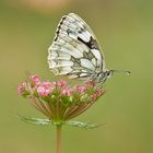 Schachbrett - Melanargia galathea #15