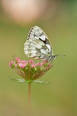 Schachbrett - Melanargia galathea #15