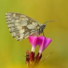 Schachbrett - Melanargia galathea #15