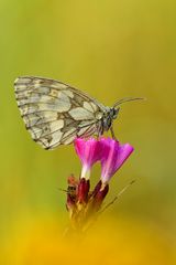 Schachbrett - Melanargia galathea #15