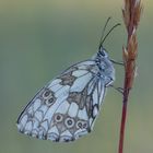 Schachbrett  (Melanargia galathea)