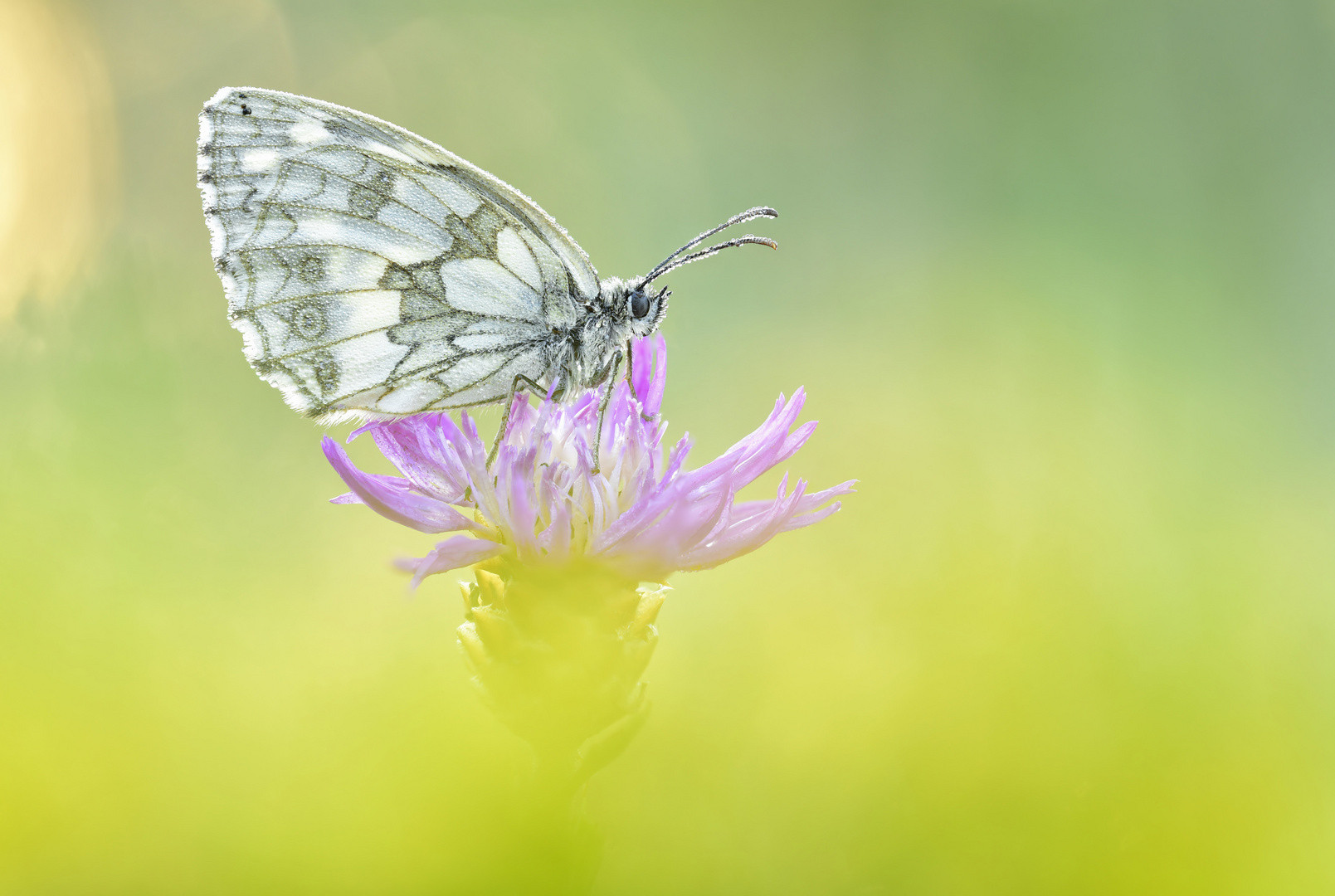 Schachbrett - Melanargia galathea #2