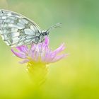 Schachbrett - Melanargia galathea #2