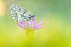 Schachbrett - Melanargia galathea #2