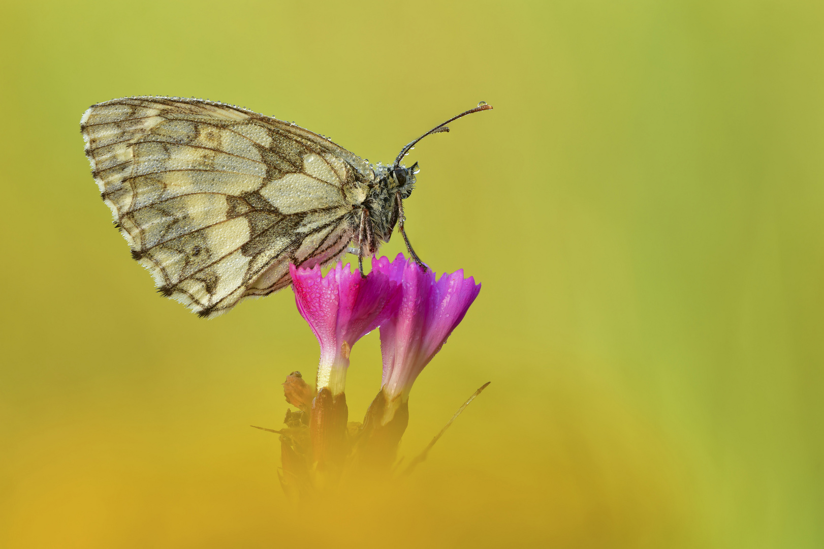 Schachbrett - Melanargia galathea #3