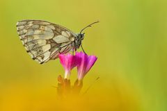 Schachbrett - Melanargia galathea #3