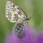 Schachbrett (Melanargia galathea)