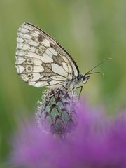 Schachbrett (Melanargia galathea)