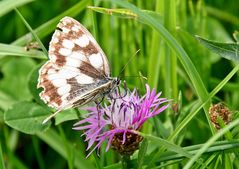 Schachbrett (Melanargia galathea)