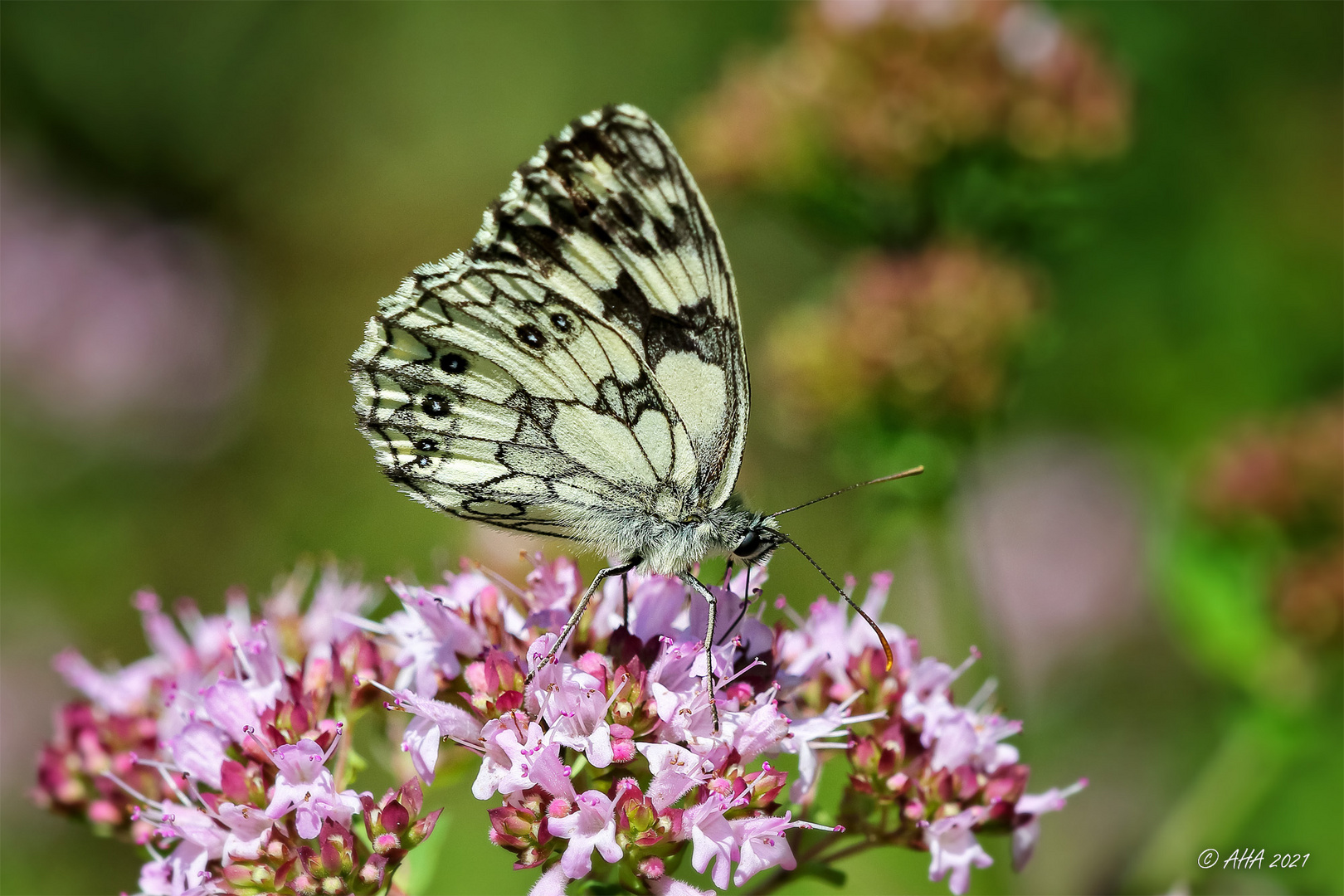 Schachbrett (Melanargia galathea)