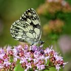 Schachbrett (Melanargia galathea)