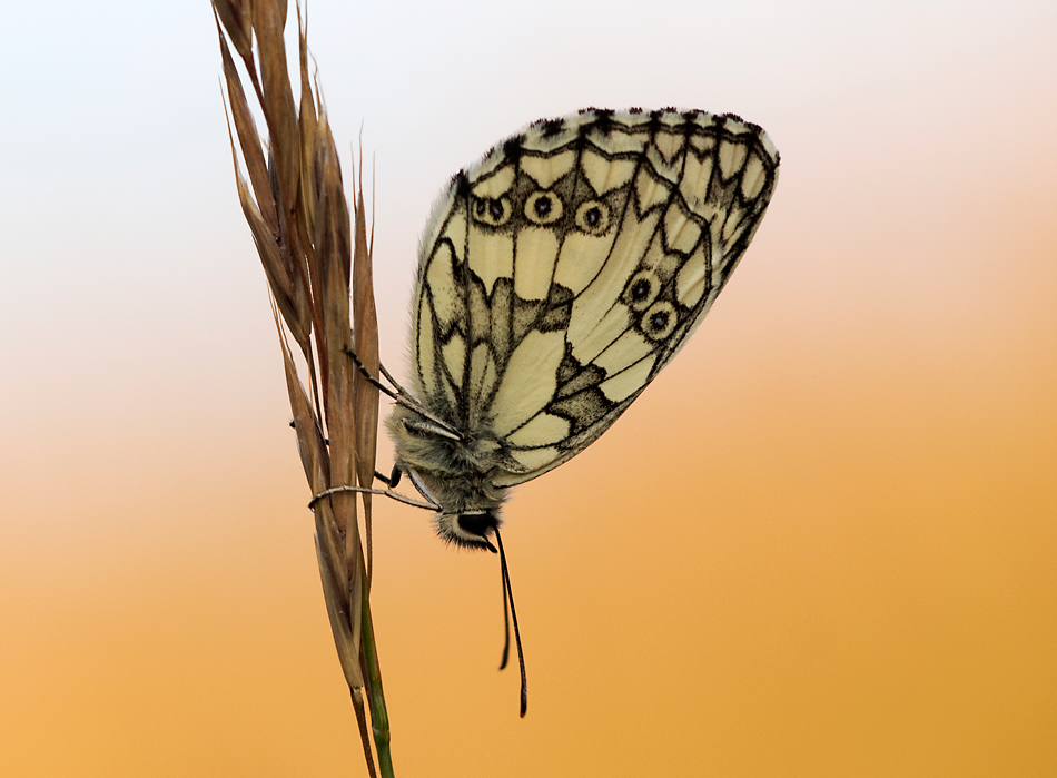 Schachbrett (Melanargia galathea)