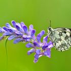 Schachbrett - Melanargia galathea #4