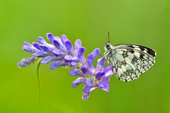 Schachbrett - Melanargia galathea #4