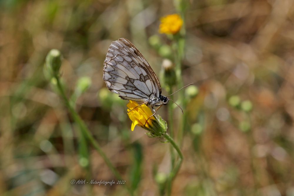 Schachbrett  (Melanargia galathea)