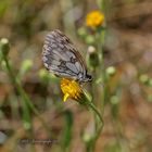 Schachbrett  (Melanargia galathea)