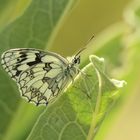 Schachbrett (Melanargia galathea) 