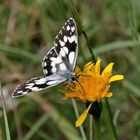 Schachbrett (Melanargia galathea)