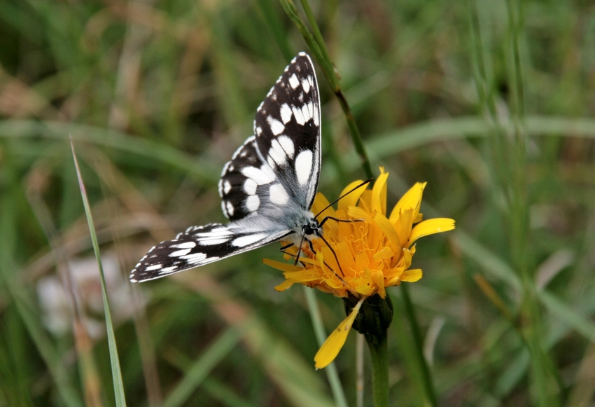 Schachbrett (Melanargia galathea)