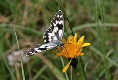 Schachbrett (Melanargia galathea)