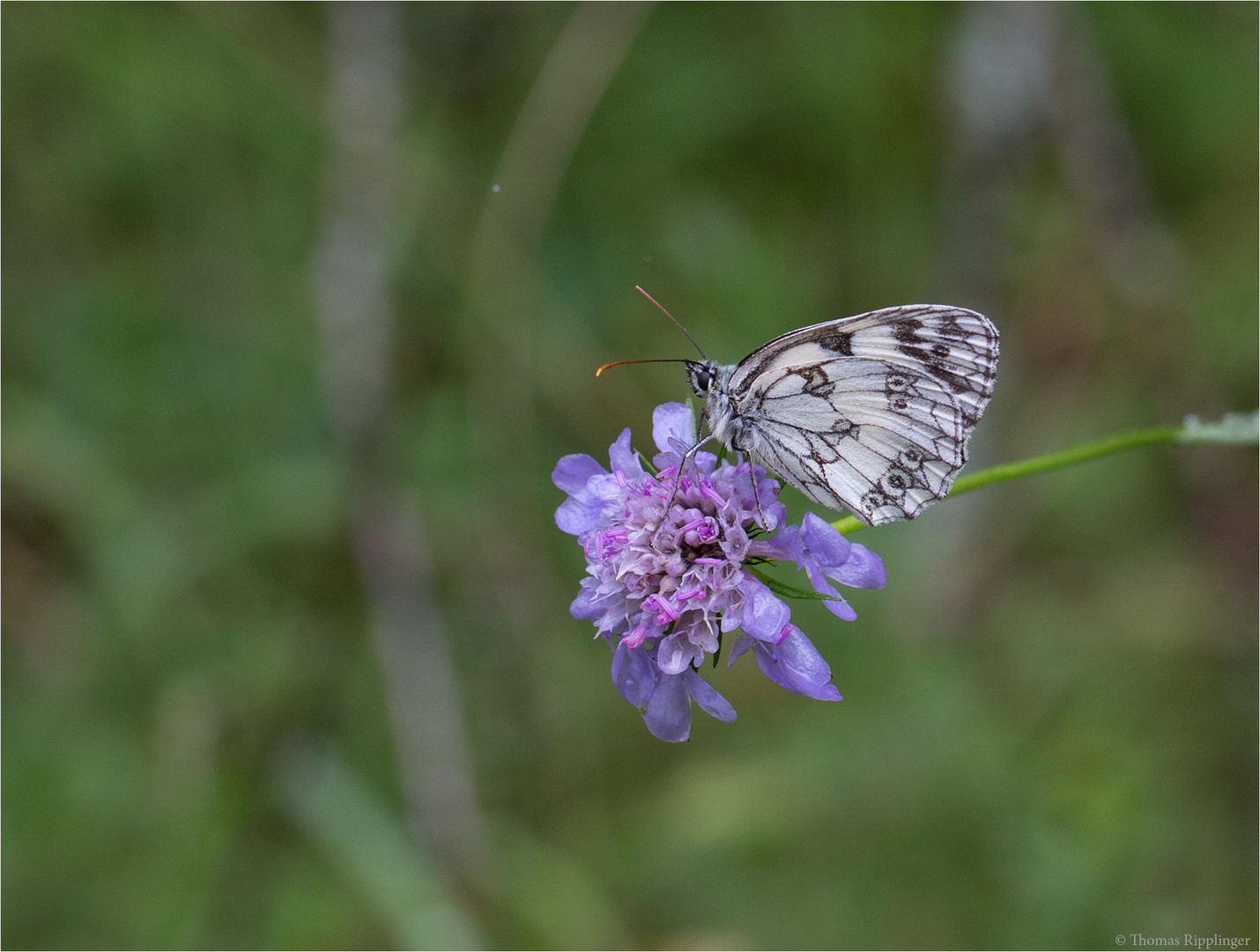 Schachbrett (Melanargia galathea)