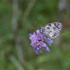 Schachbrett (Melanargia galathea)