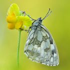 Schachbrett - Melanargia galathea 