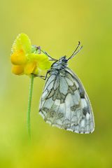 Schachbrett - Melanargia galathea 