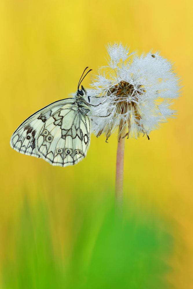 Schachbrett - Melanargia galathea #5