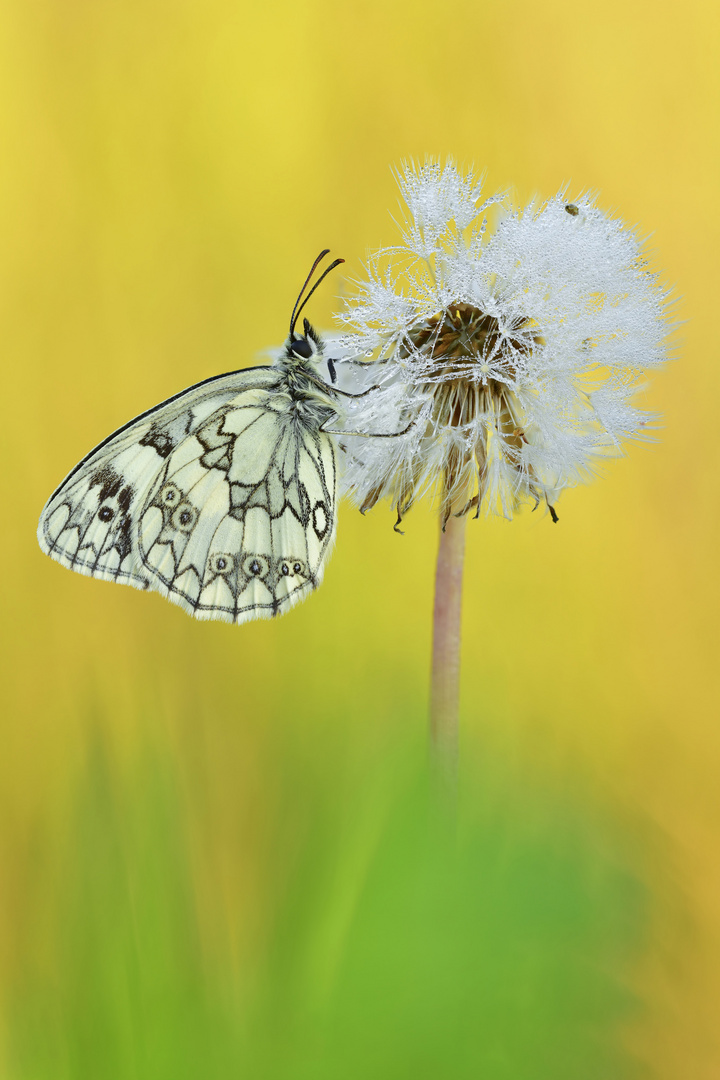 Schachbrett - Melanargia galathea #5