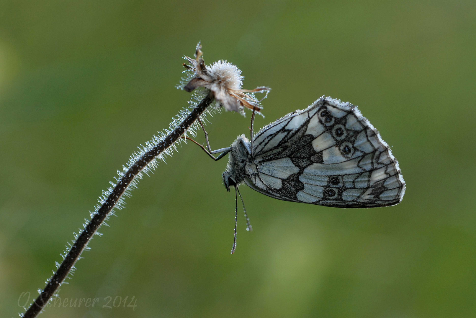 Schachbrett - Melanargia galathea